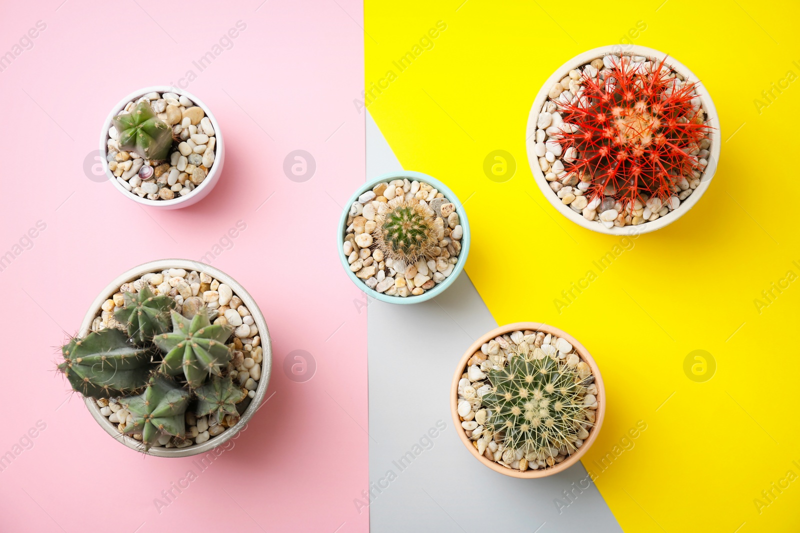 Photo of Beautiful cacti on color background, top view