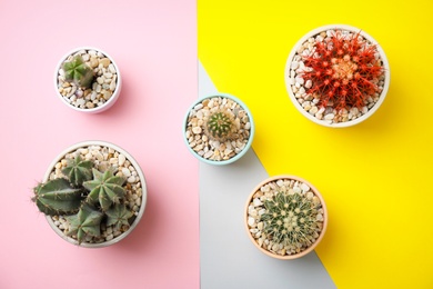 Beautiful cacti on color background, top view