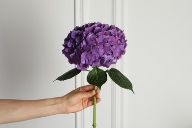 Photo of Woman holding branch of hortensia plant with delicate flowers near white wall, closeup