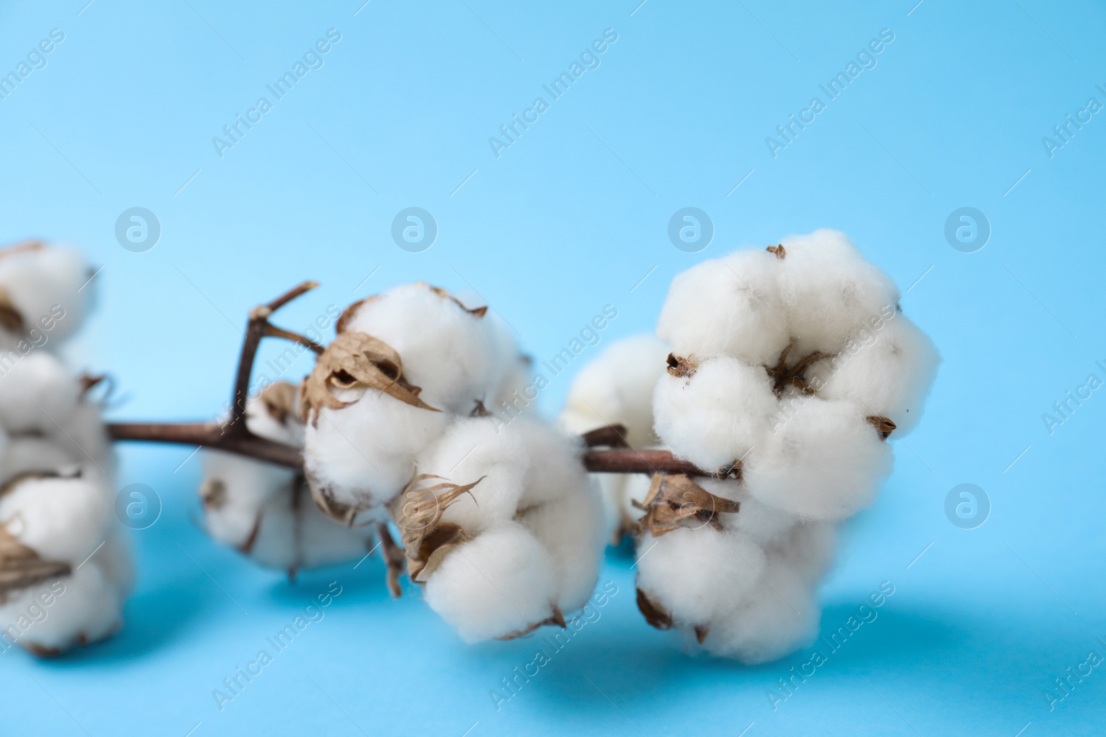 Photo of Fluffy cotton flowers on light blue background, closeup
