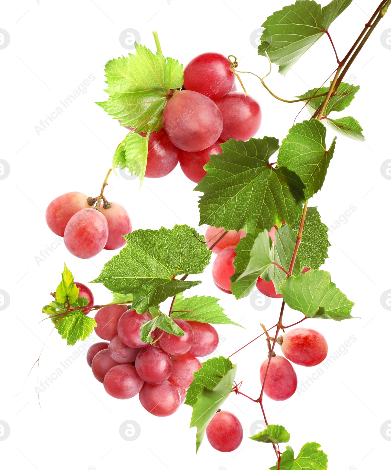 Image of Fresh ripe grapes with green leaves falling on white background