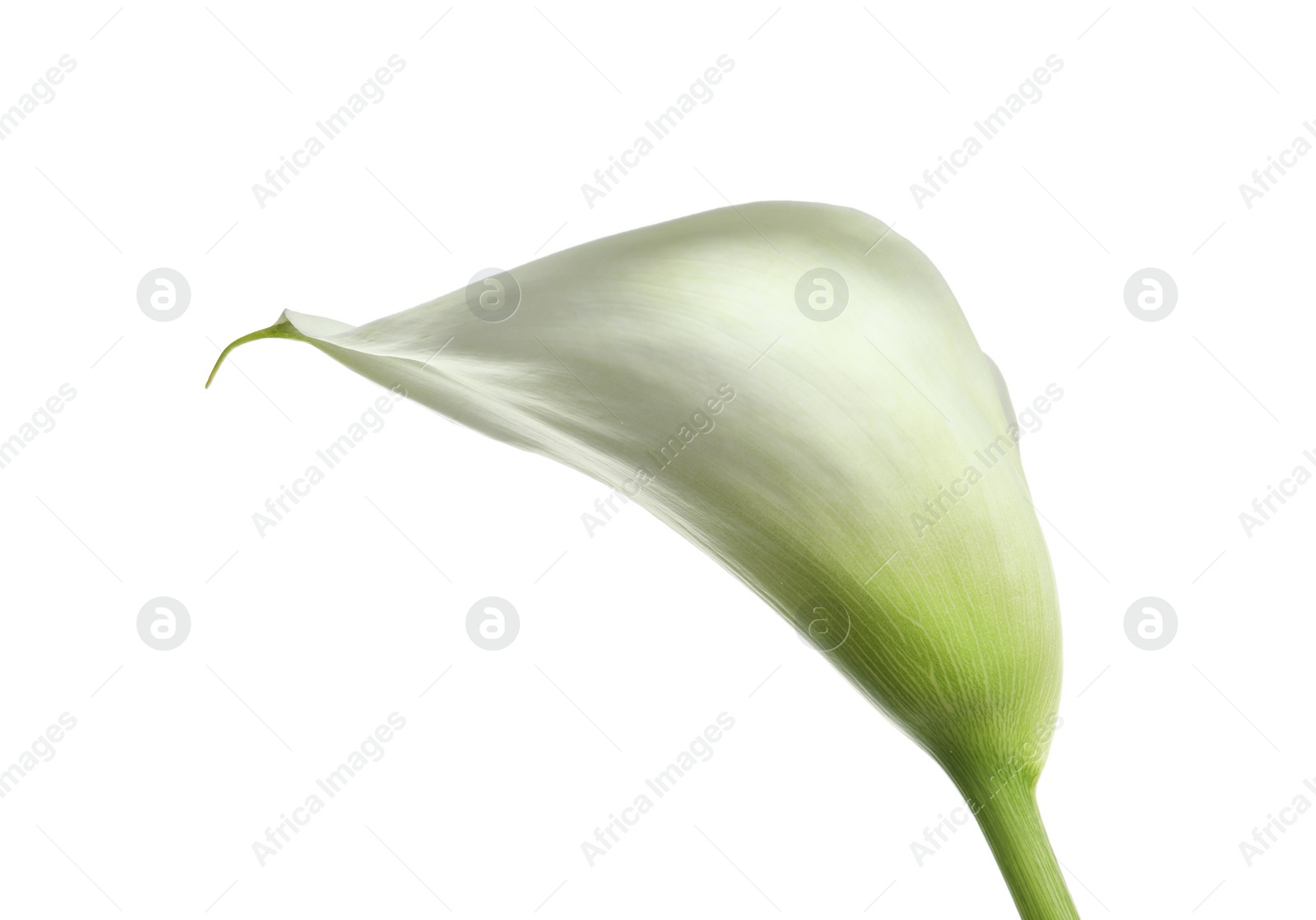 Photo of Beautiful calla lily flower isolated on white