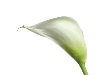 Photo of Beautiful calla lily flower isolated on white