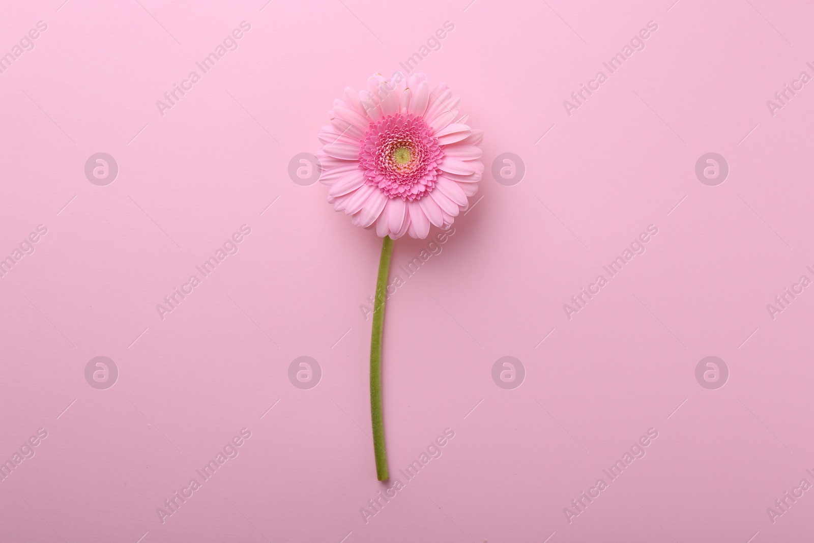 Photo of One beautiful tender gerbera flower on pink background, top view