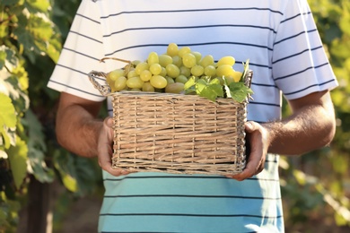 Man holding basket with fresh ripe juicy grapes in vineyard, closeup