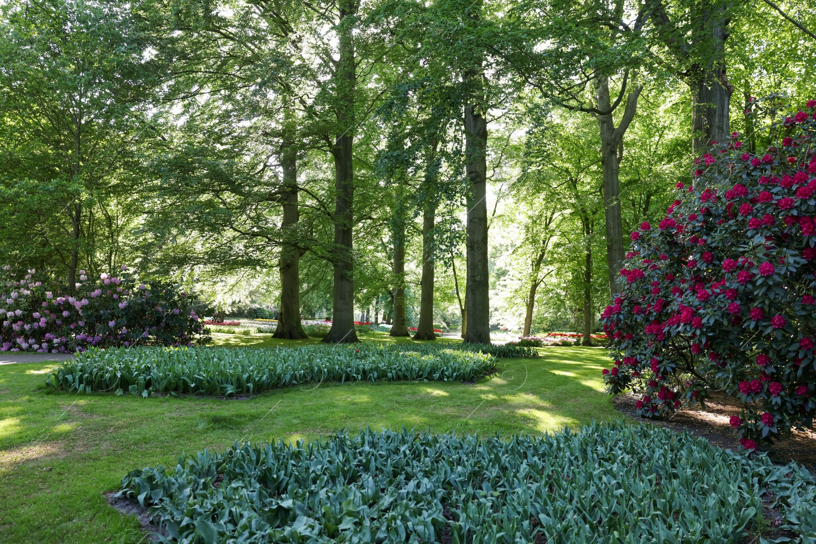 Photo of Park with beautiful flowers, trees and blooming bushes on sunny day. Spring season