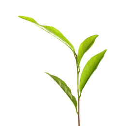 Tea plant with fresh green leaves isolated on white