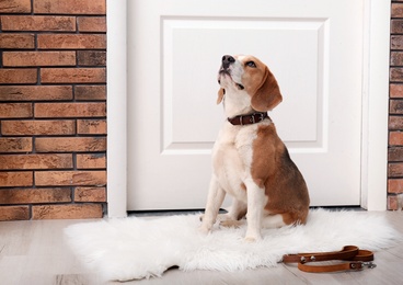 Cute Beagle dog sitting and leash on floor near door