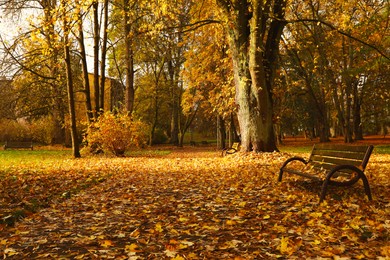 Photo of Wooden benches and fallen yellowed leaves in park