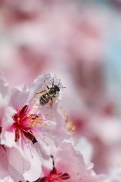 Photo of Honey bee collecting pollen from spring blossom, closeup. Cherry tree flowers with dew in morning