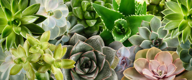 Image of Different beautiful succulents as background, top view. Banner design