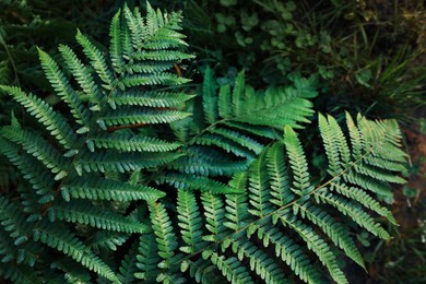 Photo of Green fern covered with hoarfrost in forest, top view