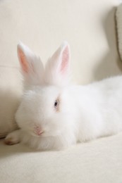 Photo of Fluffy white rabbit on sofa. Cute pet