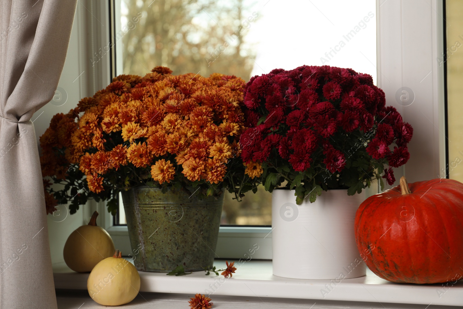 Photo of Beautiful potted chrysanthemum flowers and pumpkins on windowsill indoors