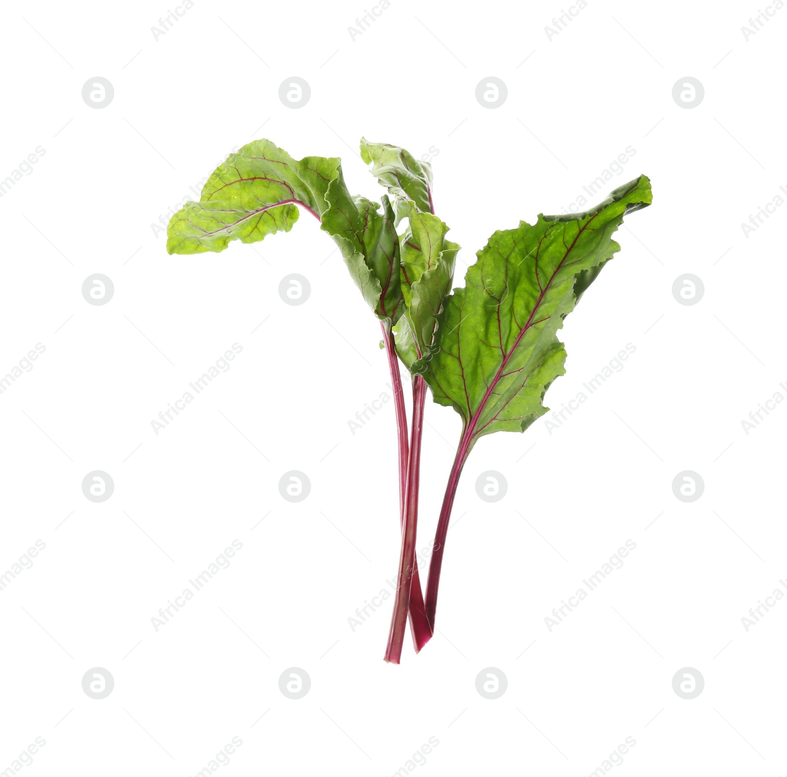 Photo of Leaves of fresh beet on white background