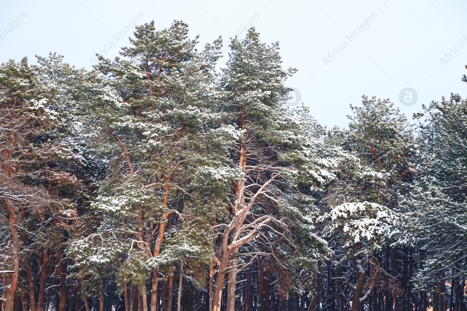 Photo of Picturesque view of beautiful forest covered with snow