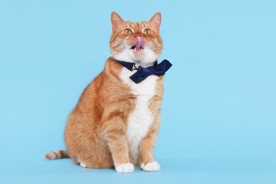 Photo of Cute cat with bow tie licking itself on light blue background