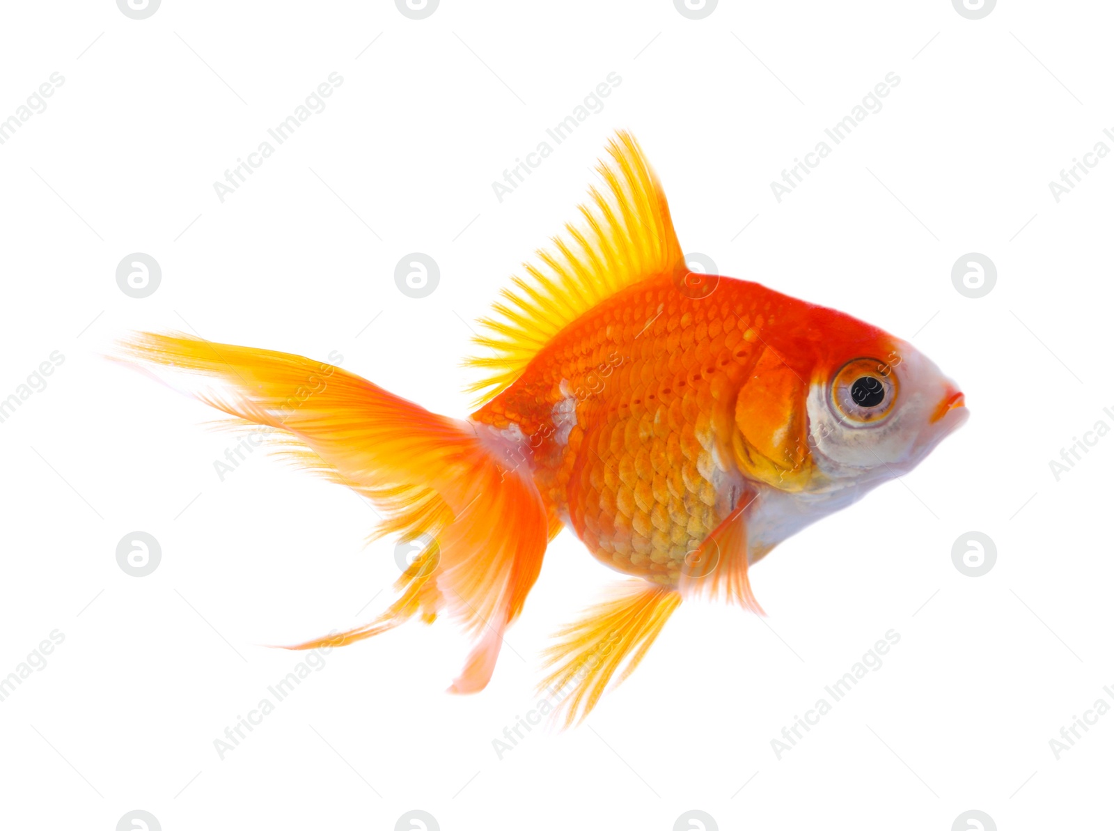 Photo of Beautiful bright small goldfish isolated on white