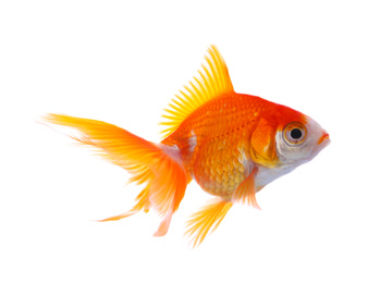 Beautiful bright small goldfish isolated on white