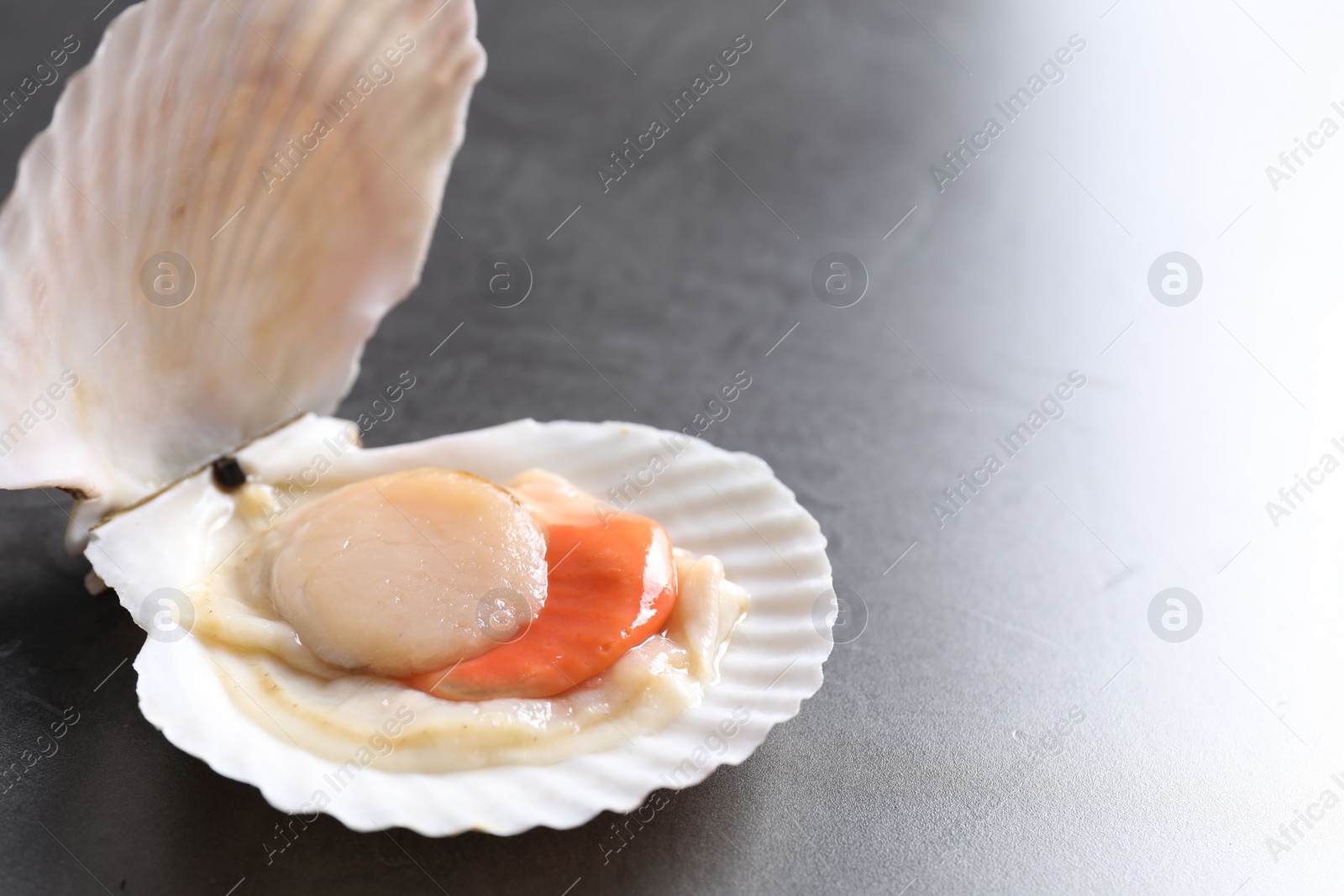 Photo of Fresh raw scallop with shell on grey table, closeup. Space for text