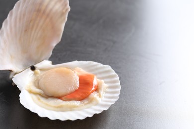 Fresh raw scallop with shell on grey table, closeup. Space for text