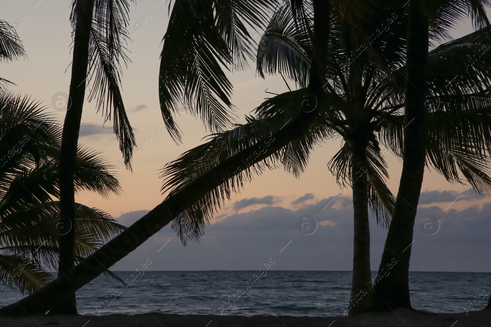 Photo of Picturesque view of sea and tropical palms under sky lit by sunset