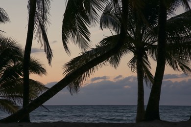 Picturesque view of sea and tropical palms under sky lit by sunset