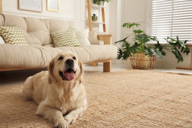 Photo of Adorable Golden Retriever dog in living room