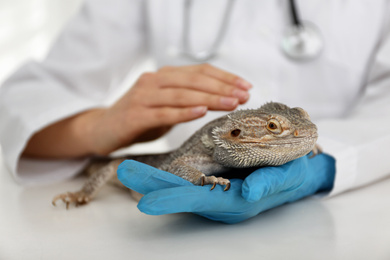 Photo of Veterinarian examining bearded lizard on table in clinic, closeup. Exotic pet