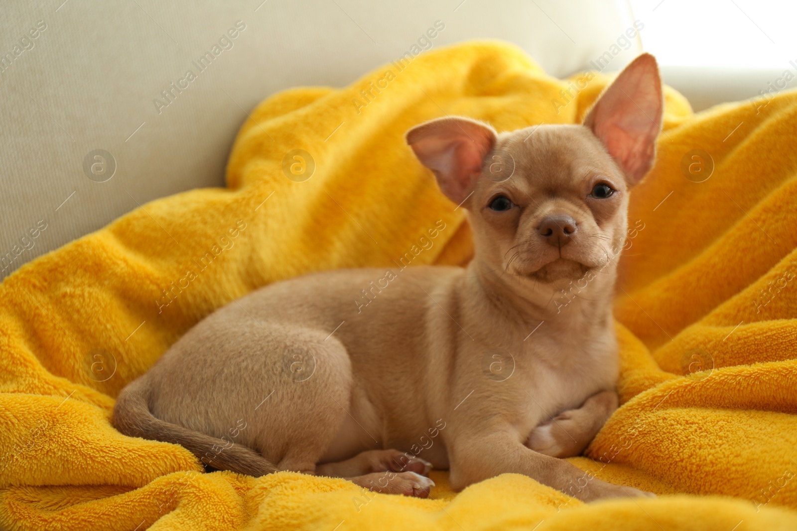 Photo of Cute Chihuahua puppy on yellow blanket. Baby animal