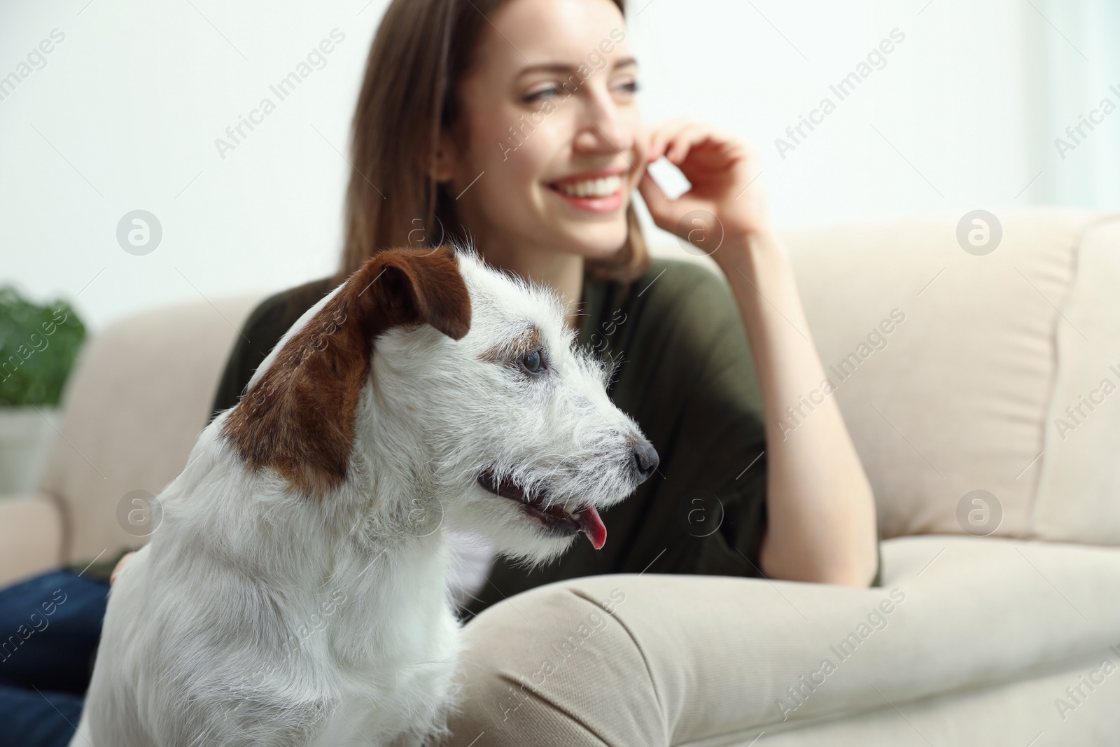 Photo of Young woman with her cute Jack Russell Terrier on sofa at home. Lovely pet