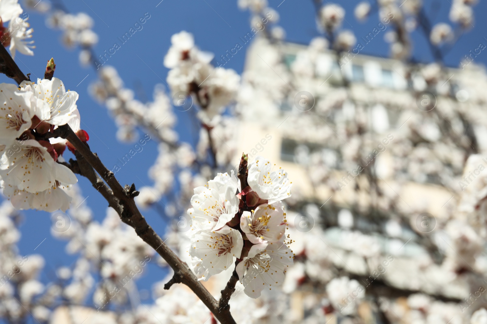 Photo of Closeup view of blossoming apricot tree on sunny day outdoors. Springtime