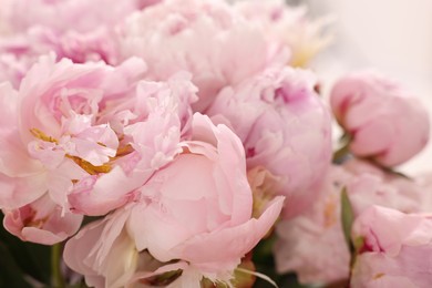 Photo of Beautiful pink peonies on white background, closeup