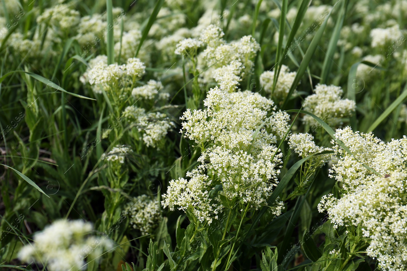 Photo of Beautiful white wildflowers growing in field, closeup