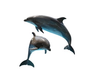Image of Beautiful grey bottlenose dolphins on white background