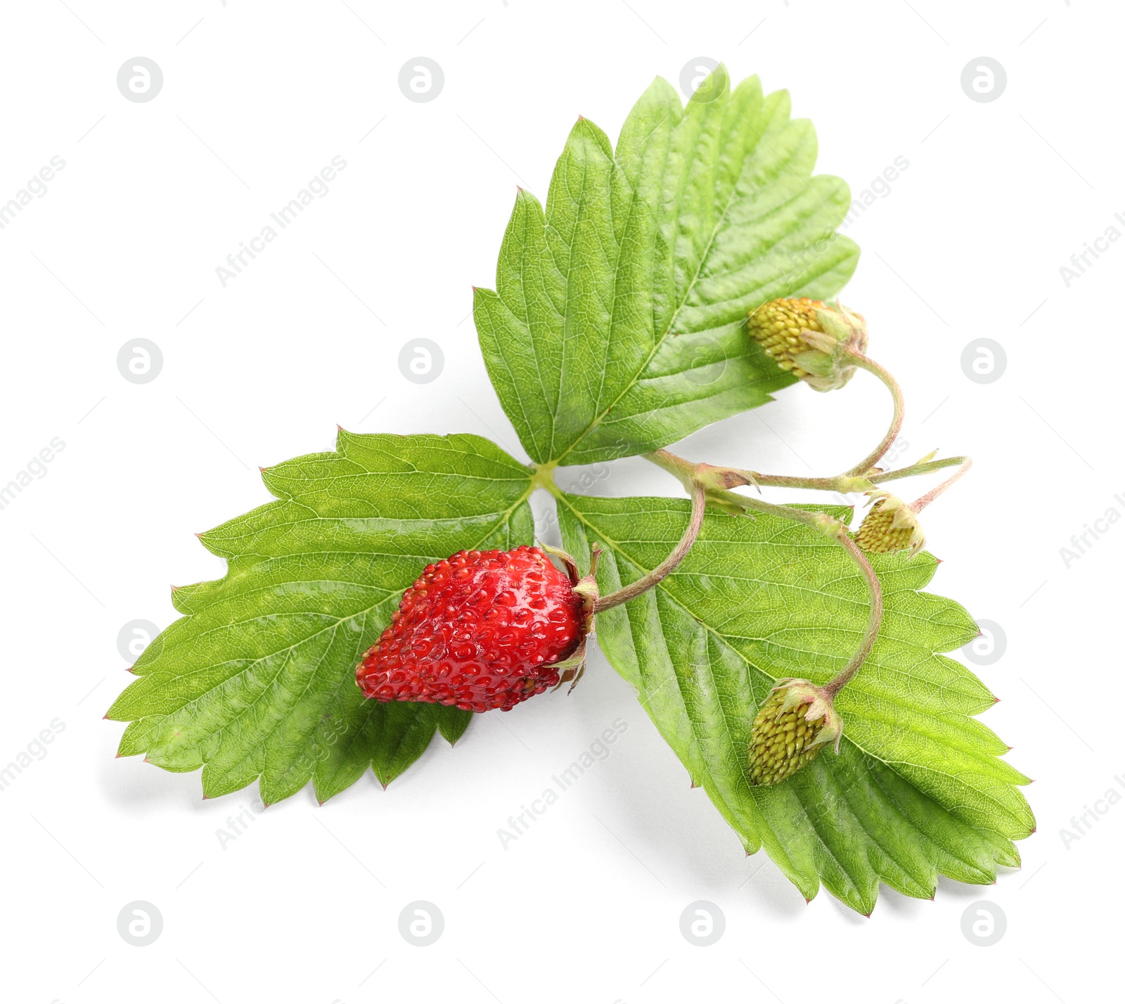 Photo of Wild strawberries and green leaves isolated on white