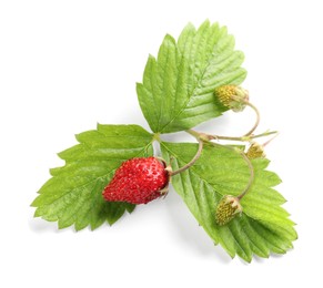 Wild strawberries and green leaves isolated on white