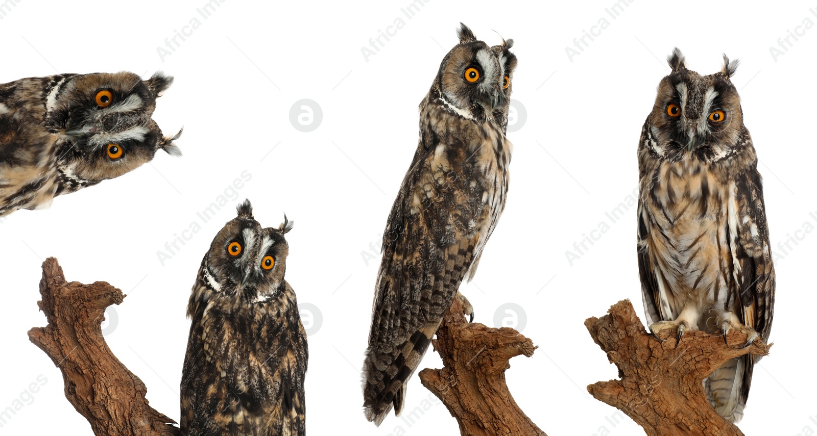 Image of Collage with photos of beautiful eagle owl on white background. Banner design 