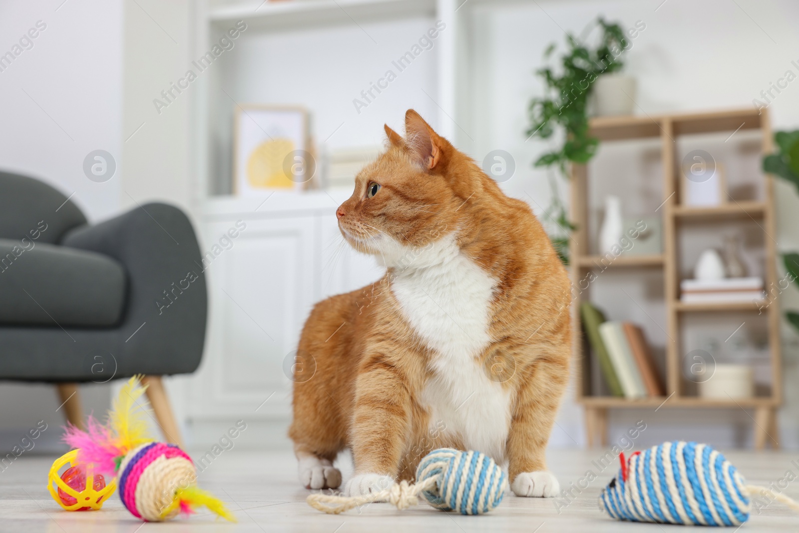 Photo of Cute ginger cat playing with toys at home