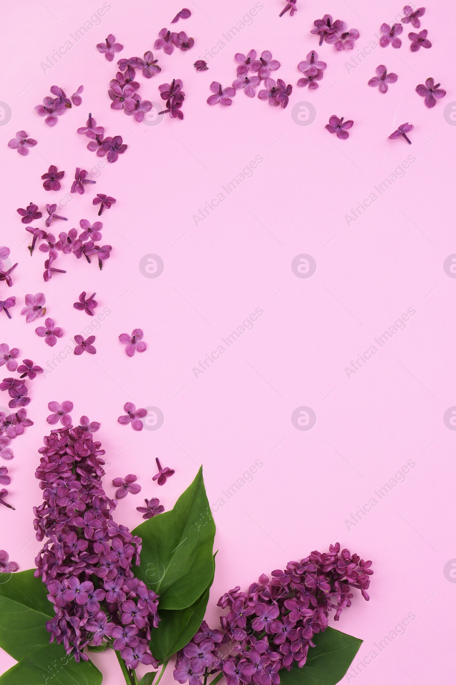 Photo of Flat lay composition with beautiful lilac flowers and green leaves on pale pink background. Space for text