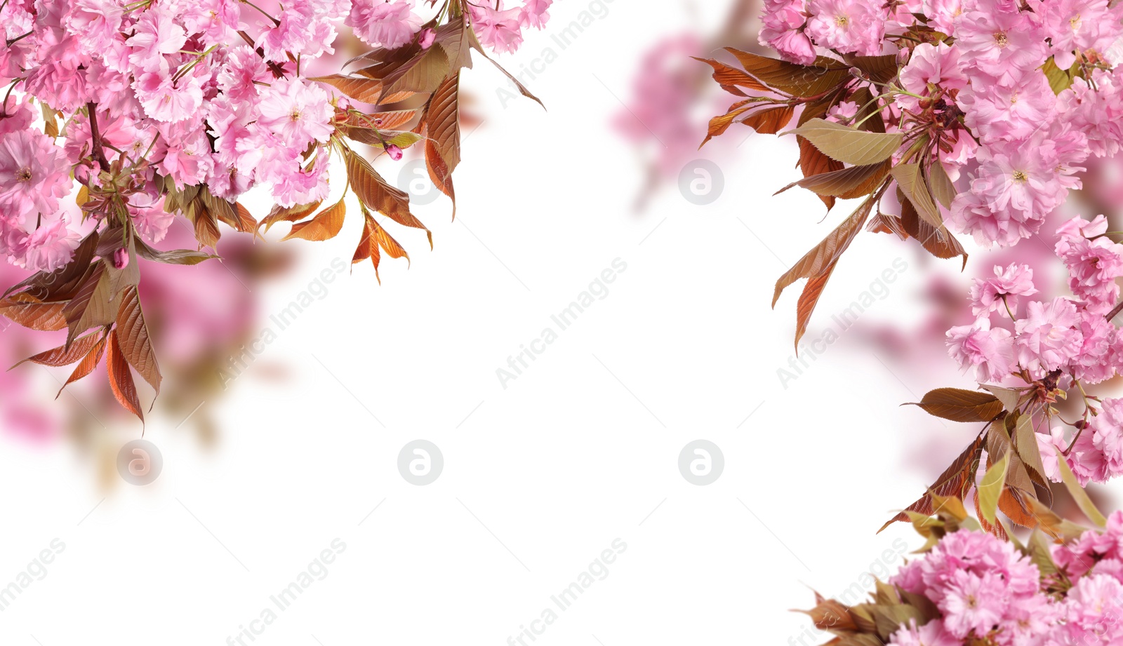 Image of Beautiful sakura tree branches with delicate pink flowers on white background