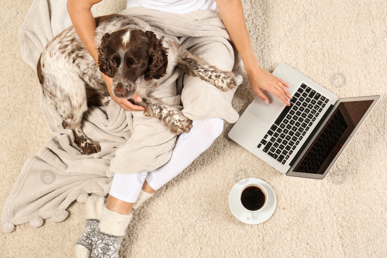 Photo of Top view of adorable Russian Spaniel with owner on light carpet, closeup