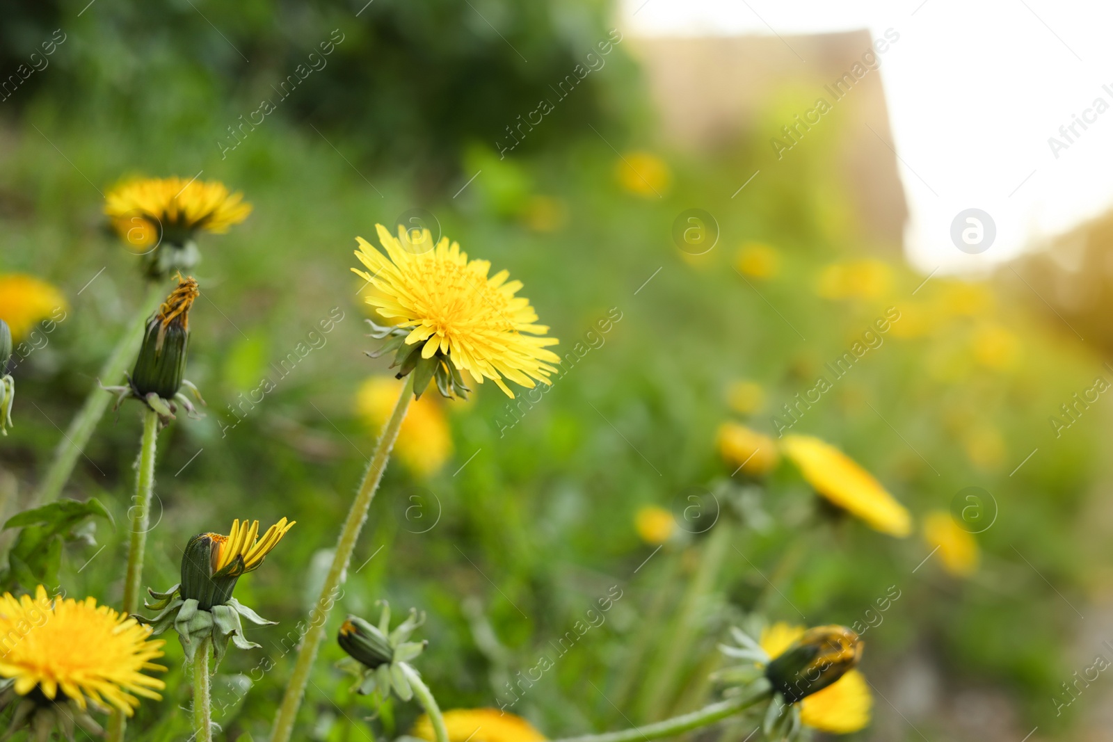 Photo of Beautiful bright yellow dandelions growing outdoors, closeup