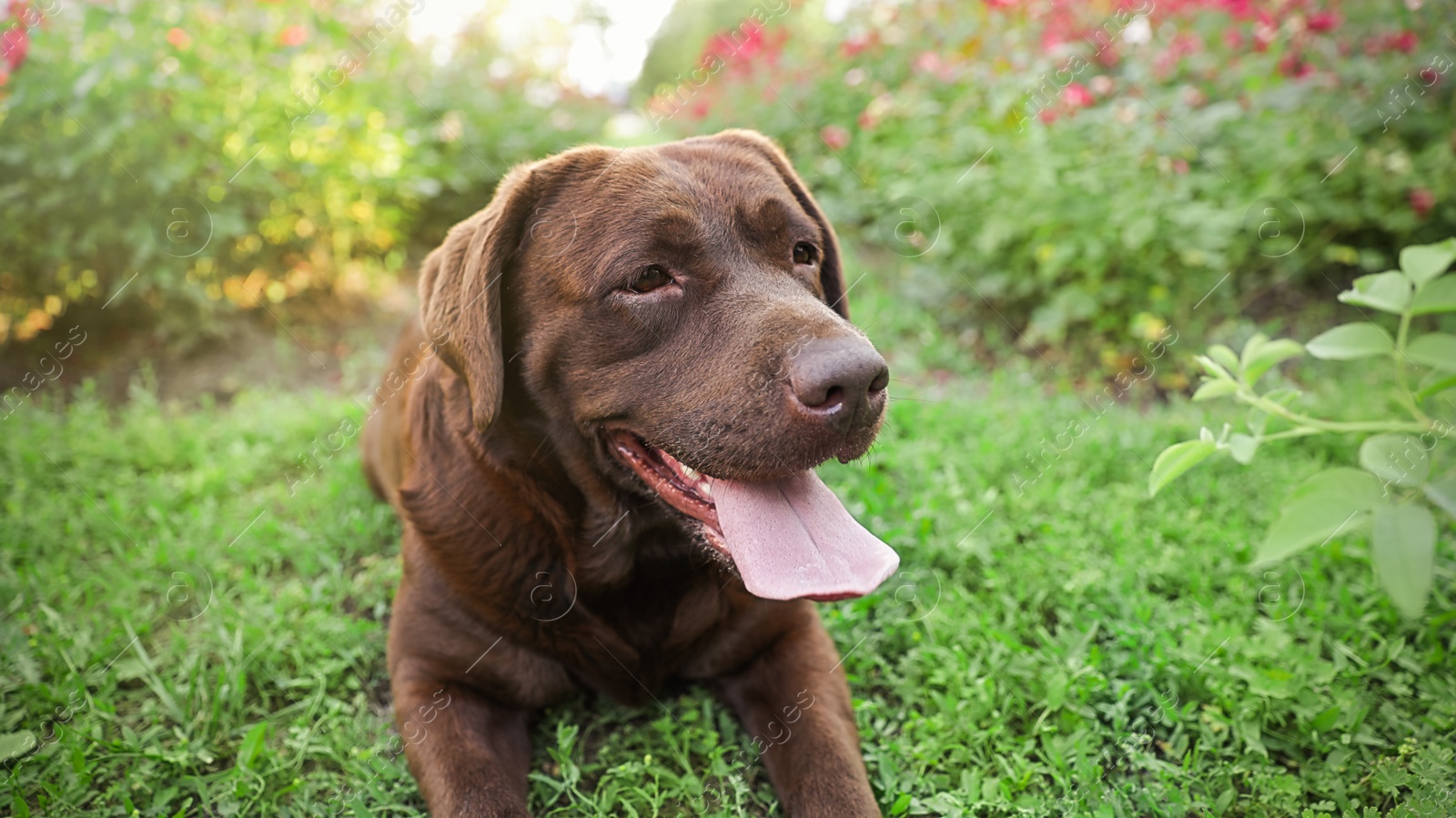 Photo of Cute Chocolate Labrador Retriever dog on green grass in park