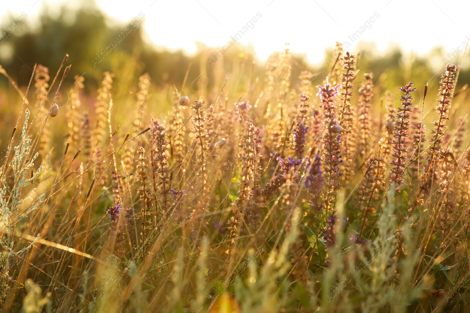 Photo of Beautiful field with wild flowers in morning