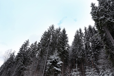 Photo of Coniferous trees covered with snow under blue sky