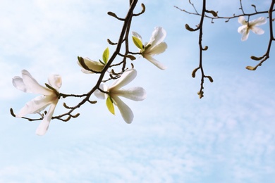 Photo of Magnolia tree branches with beautiful flowers against blue sky. Awesome spring blossom