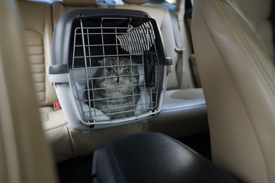 Photo of Cute Scottish fold cat inside pet carrier in car