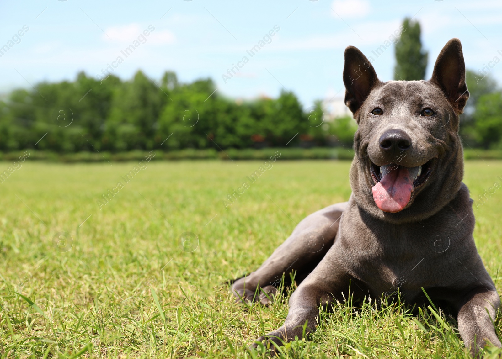 Photo of Owner with Thai Ridgeback on green grass at dog show, closeup