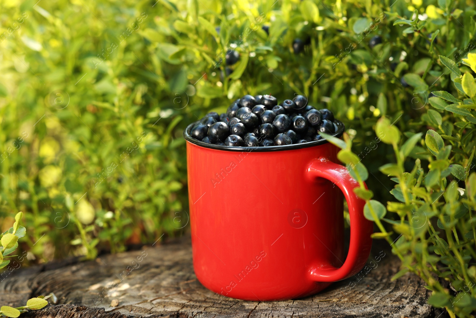 Photo of Red cup of bilberries on stump outdoors, space for text